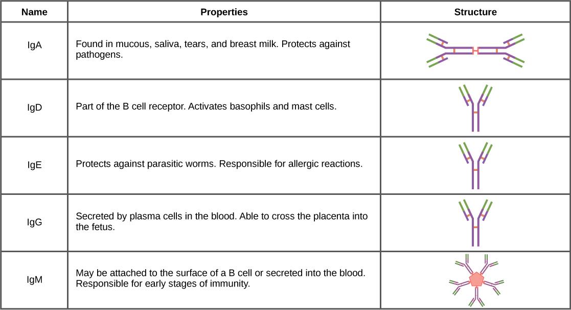 Table shows the structure and function of the five types of immunoglobulins: IgA, IgD, IgE, IgG and IgM. IgD, IgA and IgG all have a Y-shaped structure. IgD is part of the B cell receptor, and activates basophils and mast cells. IgE protects against parasitic worms, and is responsible for allergic reactions. IgG is secreted by plasma cells in the blood, and is able to cross the placenta into the fetus. IgA consist of two Y-shaped structures connected at their trunk. It is found in mucous, saliva, tears an