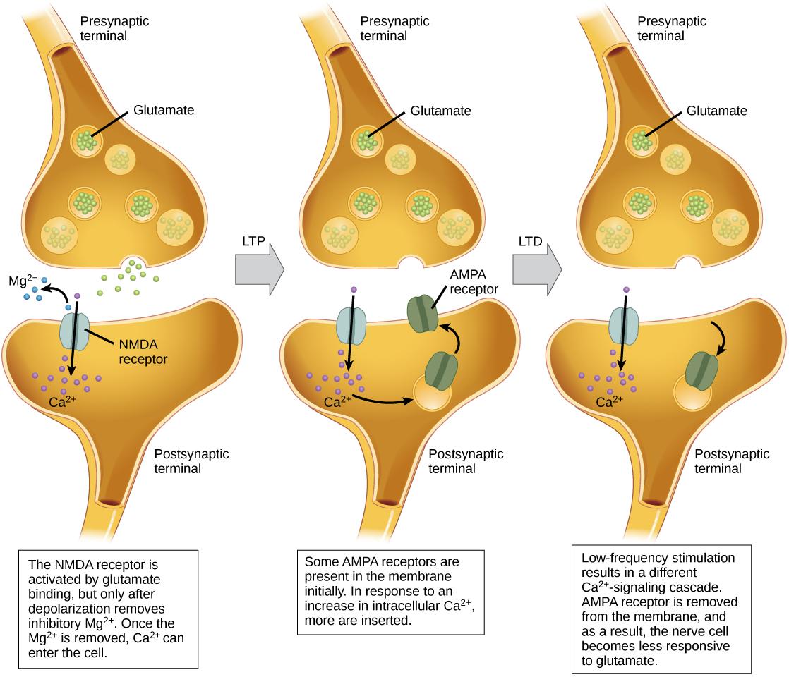 Illustration shows the mechanism of LTP and LTD. Normally, the NMDA receptor in the postsynaptic neuron is activated by glutamate binding, but only after depolarization removes an inhibitory magnesium ion. Once the magnesium is removed, calcium can enter the cell. In response to an increase in intracellular calcium, AMPA receptors are inserted into the plasma membrane, which amplifies the signal resulting in LTP. LDP occurs when low-frequency stimulation results in the activation of a different calcium-si