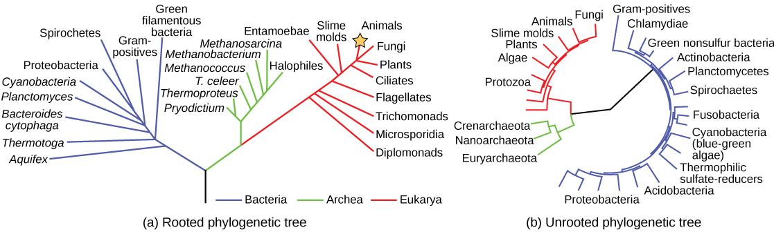 The phylogenetic tree in part a is rooted and resembles a living tree, with a common ancestor indicated as the base of the trunk. Two branches form from the trunk. The left branch leads to the domain Bacteria. The right branch branches again, giving rise to Archaea and Eukarya. Smaller branches within each domain indicate the groups present in that domain. The phylogenetic tree in part B is unrooted. It does not resemble a living tree; rather, groups of organisms within the Archaea, Eukarya, and Bacteria 