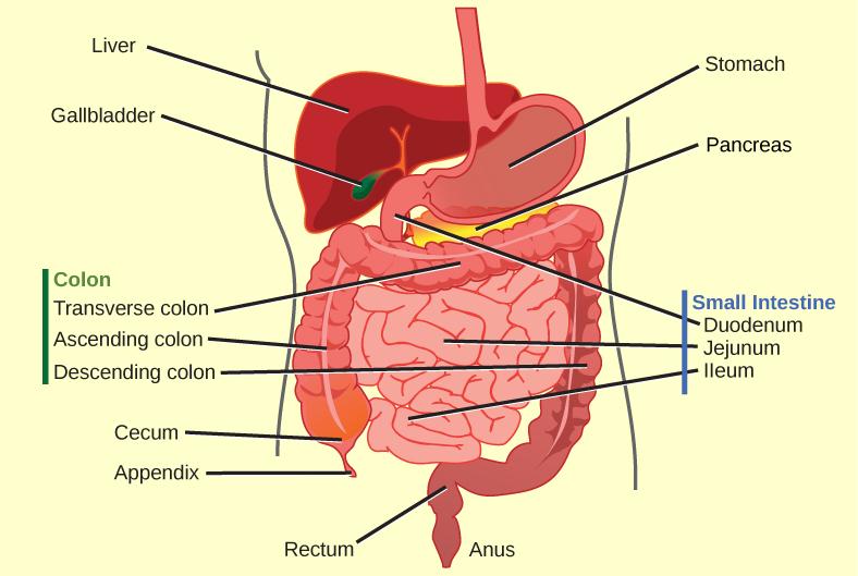 Illustration shows the human lower digestive system, which begins with the stomach, a sac that lies above the large intestine. The stomach empties into the small intestine, which is a long, highly folded tube. The beginning of the small intestine is called the duodenum, the long middle part is called the jejunum, and the end is called the ileum. The ileum empties into the large intestine on the right side of the body. Beneath the junction of the small and large intestine is a small pouch called the cecum.