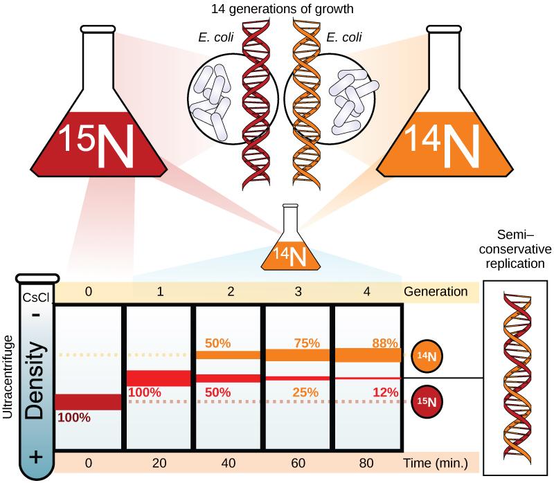 Illustration shows an experiment in which E. coli was grown initially in media containing ^{15}N nucleotides. When the DNA was extracted and run in an ultracentrifuge, a band of DNA appeared low in the tube. The culture was next placed in ^{14}N medium. After one generation, all of the DNA appeared in the middle of the tube, indicating that the DNA was a mixture of half ^{14}N and half ^{15}N DNA. After two generations, half of the DNA appeared in the middle of the tube, and half appeared higher up, indic