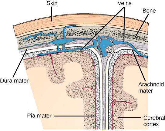 Illustration shows the three meninges that protect the brain. The outermost layer, just beneath the skull, is the dura mater. The dura mater is the thickest meninge, and blood vessels run through it. Beneath the dura mater is the arachnoid mater, and beneath this is the pia mater.