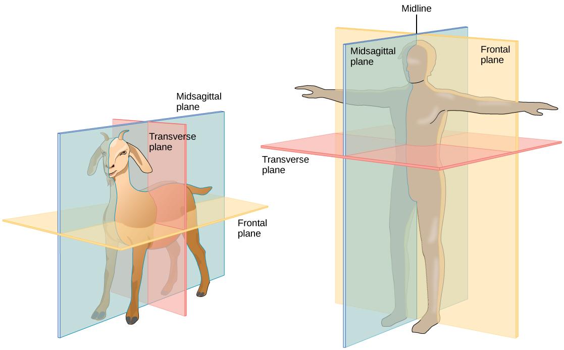 Illustration A shows the planes of a goat body. The midsagittal plane runs through the middle of the goat from front to back, separating the right and left sides. The frontal plane also runs from front to back, but separates the upper half of the body from the lower half. The transverse plane runs across the middle of the goat, and separate the front and back halves of the body. Illustration B shows the planes of a human body. The midsagittal plane runs from top to bottom and separates the right and left 