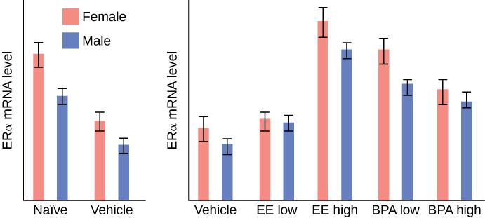 Two bar graphs show the m R N A levels of estrogen receptor alpha, E R-alpha in females and males. The left graph compares E R-alpha m R N A levels in a naive control in which nothing is done, and in a control in which a feeding tube delivers nutrients. For both females and males, E R-alpha levels are higher in the naive naïve group than in the vehicle group. However, in all instances females have a higher E R-alpha m R N A expression level than males. The right graph compares the vehicle control to vari