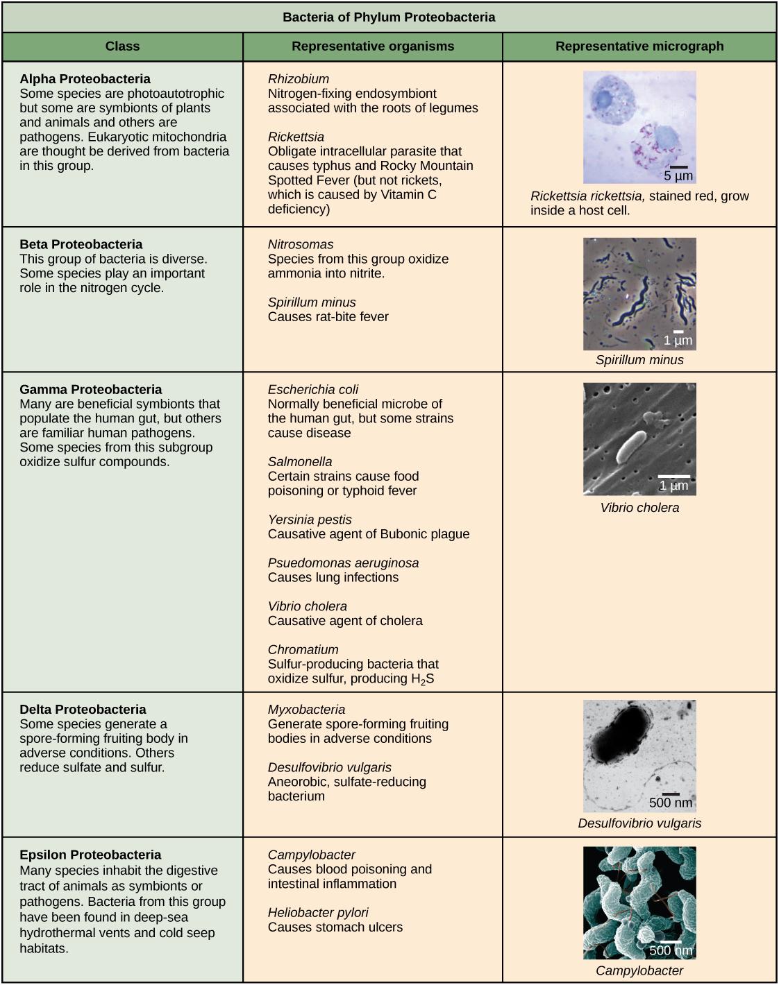 Characteristics of the five phyla of bacteria are described. The first phylum described is proteobacteria, which includes five classes, alpha, beta, gamma, delta and epsilon. Most species of Alpha Proteobacteria are photoautotrophic but some are symbionts of plants and animals, and others are pathogens. Eukaryotic mitochondria are thought be derived from bacteria in this group. Representative species include Rhizobium, a nitrogen-fixing endosymbiont associated with the roots of legumes, and Rickettsia, ob