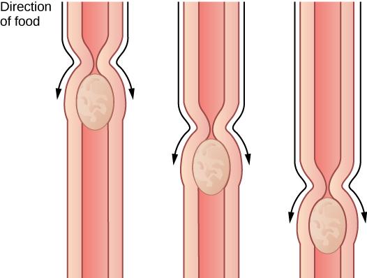 Photo shows food moving down the esophagus, which is a muscular tube. Muscles constrict behind the food. The constriction moves down, pushing the food ahead of it, from the mouth to the stomach.