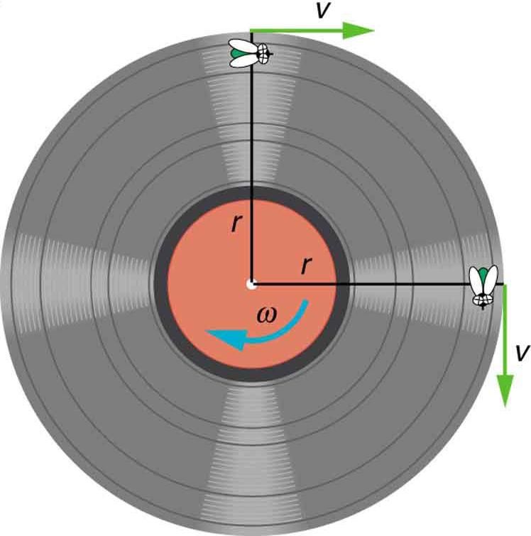 The given figure shows the top view of an old fashioned vinyl record. Two perpendicular line segments are drawn through the center of the circular record, one vertically upward and one horizontal to the right side. Two flies are shown at the end points of the vertical lines near the borders of the record. Two arrows are also drawn perpendicularly rightward through the end points of these vertical lines depicting linear velocities. A curved arrow is also drawn at the center circular part of the record whic