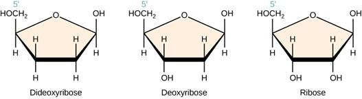 The figure shows three pentagon-shaped molecules: dideoxyribose, deoxyribose, and ribose. Each molecule has five points that are labelled with either a letter or a vertical line connecting combinations of letters. Starting with the top point and moving clockwise, the points in Dideoxyribose are O, vertical line connecting OH and H, vertical line connecting H and H, another vertical line connecting H and H, and a vertical line connecting H O C H 2 and H.  Deoxyribose is next. Starting at the top point and 