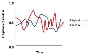 The graph shows the frequency of allele A and allele B over time. The frequency of allele A fluctuates up and down, in a random manner, with a high frequency of 0.75 and a low frequency of 0.25. The frequency of allele B fluctuates as well, but does not follow the same trend as allele A. The high frequency of allele B is about 0.7 and the low frequency is about 0.25. On average, the frequency of each allele is about 0.5.