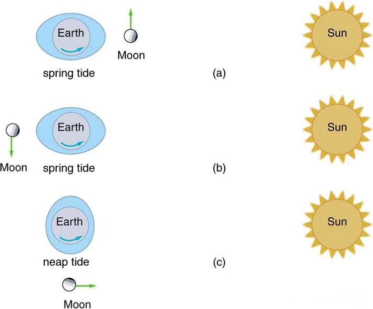 Figure a shows an ellipse, inside which there is a circular image of the Earth. There is a curved arrow in the lower part of the Earth's image pointing in the counterclockwise direction. Alongside this image a circular image of the Moon is also given with dots showing the crates over it. A vertically upward vector from its top is also drawn, which shows the direction of velocity. To the right side of the image, an image of the Sun is also shown, in a circular shape with pointed wiggles throughout its boun