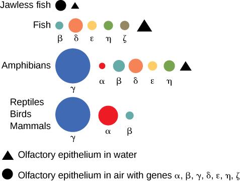 This diagram shows which olfactory receptor genes are present in four groups of animals: jawless fish, fish, amphibians, and reptiles, birds, and mammals, and indicates whether the olfactory epithelium is in air or water. The jawless fish has an olfactory epithelium in water, and has no genes for air odor receptor genes. Fish have an olfactory epithelium in water, and have air odor receptor genes beta, delta, epsilon, eta, and sigma. Amphibians have an olfactory epithelium in water, and have air odor rece