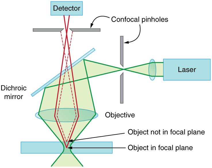 Schematic of a confocal microscope. There is a sample at the bottom, a pinhole at the top, and a pinhole at the right side. The sample is a horizontal rectangle that is rather thick in the vertical direction. A green laser beam coming from the right is focused through the right pinhole, then reflects downward off of a dichroic mirror. It is then collected by a horizontal objective lens and focused onto the sample. The focus is not a point, but an extended zone where the beam diameter is minimal. Two solid