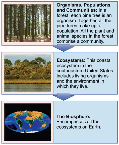 A flow chart of three boxes shows the hierarchy of living organisms. The top box is labeled 'Organisms, populations, and communities' and has a photograph of tall trees in a forest. The second box is labeled 'ecosystems' and has a photograph of a body of water, behind which is a stand of tall grasses developing into more dense vegetation and trees as distance from the water increases. The third box is labeled 'the biosphere' and shows a drawing of planet Earth.