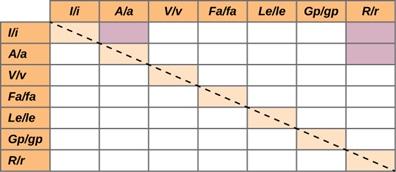 This matrix has eight columns and eight rows. Column one has no header. From left to right, columns two through eight are labeled uppercase l / lowercase i, uppercase A / lowercase a, uppercase V / lowercase v, uppercase F lowercase a / lowercase f lowercase a, uppercase L lowercase e / uppercase l lowercase e, uppercase G lowercase p / lowercase g lowercase p, and uppercase R / lowercase r. Rows two through eight have the same labels as columns two through eight. A dashed line runs from the upper left co