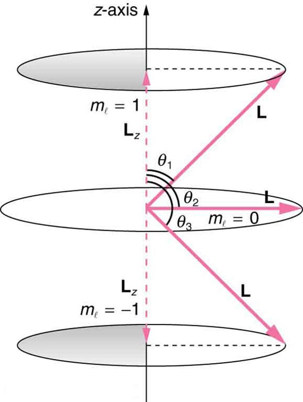The image shows two possible values of component of a given angular momentum along z-axis. One circular orbit above the original circular orbit is shown for m sub l value of plus one. Another circular orbit below the original circular orbit is shown for m sub l value of minus one. The angular momentum vector for the top circular orbit makes an angle of theta sub one with the vertical axis. The horizontal angular momentum vector at original circular orbit makes an angle of theta sub two with the vertical a