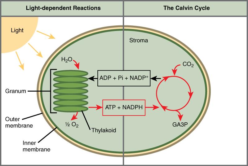 This illustration shows a chloroplast with an outer membrane, an inner membrane, and stacks of membranes inside the inner membrane called thylakoids. The entire stack is called a granum. In the light reactions, energy from sunlight is converted into chemical energy in the form of ATP and NADPH. In the process, water is used and oxygen is produced. Energy from ATP and NADPH are used to power the Calvin cycle, which produces GA3P from carbon dioxide. ATP is broken down to ADP and Pi, and NADPH is oxidized t