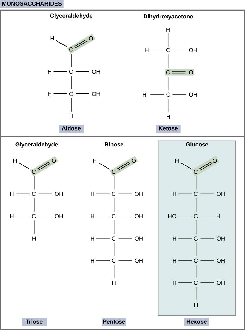 The molecular structures of glyceraldehyde, an aldose, and dihydroxyacetone, a ketose, are shown. Both sugars have a three-carbon backbone. Glyceraldehyde has a carbonyl group (c double bonded to O) at one end of the carbonchain with hydroxyl (OH) groups attached to the other carbons. Dihydroxyacetone has a carbonyl group in the middle of the chain and alcohol groups at each end. The molecular structures of linear forms of ribose, a pentose, and glucose, a hexose, are also shown. Both ribose and glucose a
