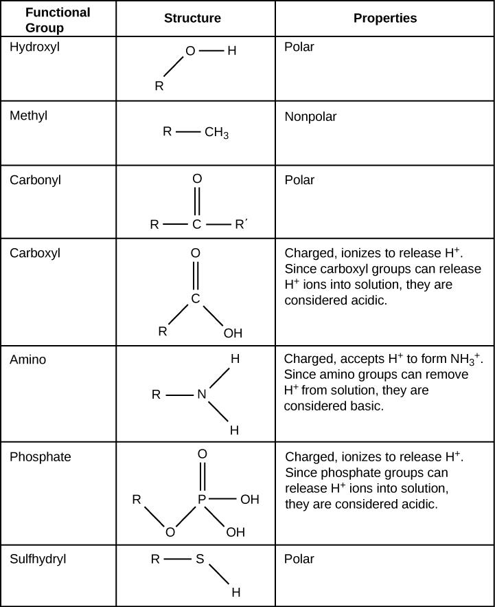 Table shows the structure and properties of different functional groups. Hydroxyl groups, which consist of OH attached to a carbon chain, are polar. Methyl groups, which consist of three hydrogens attached to a carbon chain, are nonpolar. Carbonyl groups, which consist of an oxygen double bonded to a carbon in the middle of a hydrocarbon chain, are polar. Carboxyl groups, which consist of a carbon with a double bonded oxygen and an OH group attached to a carbon chain, are able to ionize, releasing H+ ions