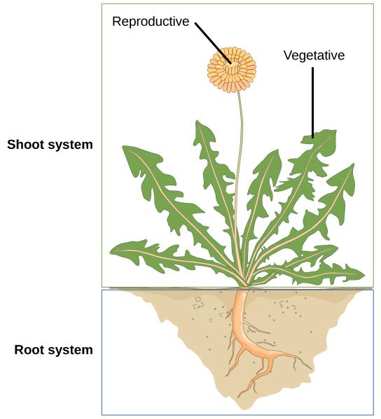 Illustration shows a dandelion plant. The shoot system consists of leaves and a flower on a stem. The root system consists of a single, thick root that branches into smaller roots.