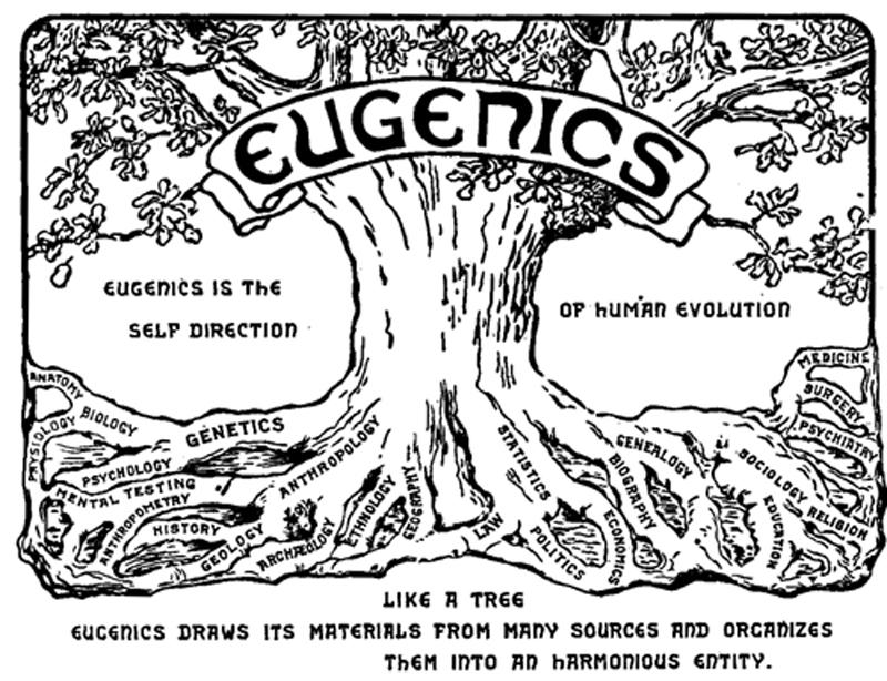 Illustration shows a tree with words such as genetics, statistics, medicine, economics, and genealogy associated with the roots. The word eugenics is emblazoned across the upper trunk. To the side of the tree is the text 'Eugenics is the self-direction of human evolution.'