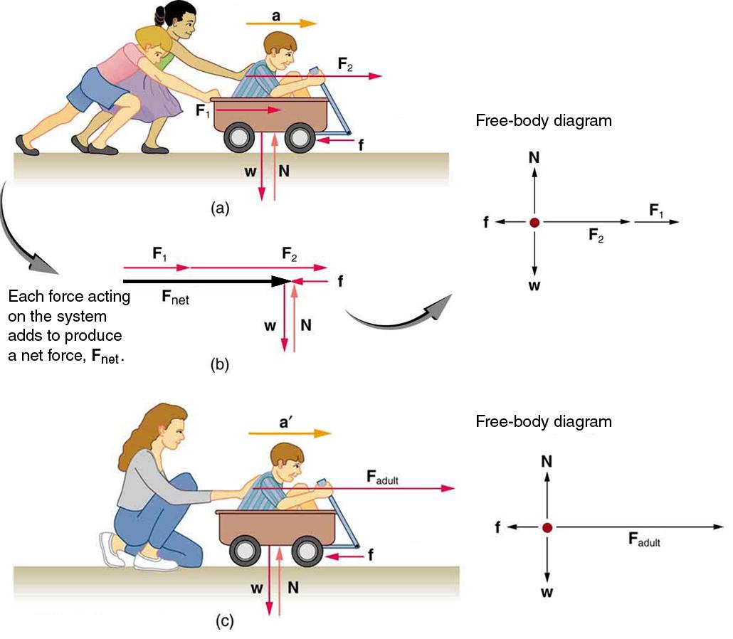 (a) A boy in a wagon is pushed by two girls toward the right. The force on the boy is represented by vector F one toward the right, and the force on the wagon is represented by vector F two in the same direction. Acceleration a is shown by a vector a toward the right and a friction force f is acting in the opposite direction, represented by a vector pointing toward the left. The weight W of the wagon is shown by a vector acting downward, and the normal force acting upward on the wagon is represented by a 