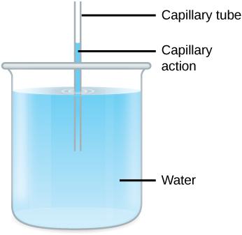 A thin hollow tube sits in a beaker of water. The water level inside the tube is higher than the water level in the beaker due to capillary action.