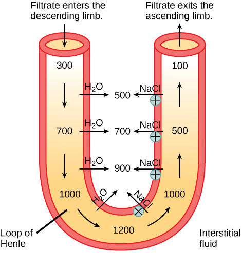 A U-shaped tube represents the loop of Henle. Filtrate enters the descending limb, and exits the ascending limb. The descending limb is water-permeable, and water travels from the limb to the interstitial space. As a consequence, the osmolality of the filtrate inside the limb increases from 300 milliosmoles per liter at the top to 1200 milliosmoles per liter at the bottom. The ascending limb is permeable to sodium and chloride ions. Because the osmolality inside bottom part of the limb is higher than the 