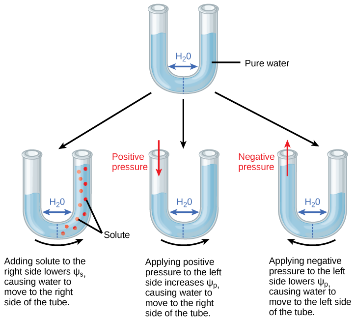 Illustration shows a U-shaped tube holding pure water. A semipermeable membrane, which allows water but not solutes to pass, separates the two sides of the tube. The water level on each side of the tube is the same. Beneath this tube are three more tubes, also divided by semipermeable membranes. In the first tube, solute has been added to the right side. Adding solute to the right side lowers psi-s, causing water to move to the right side of the tube. As a result, the water level is higher on the right si