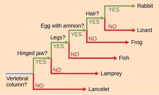 The ladder-like phylogenetic tree starts with a trunk at the left. A question next to the trunk asks whether a vertebral column is present. If the answer is no, a branch leads downward to lancelet. If the answer is yes, a branch leads upward to another question: is a hinged jaw present? If the answer is no, a branch leads downward to lamprey. If the answer is yes, a branch leads upward to another question: are legs present? If the answer is no, a branch leads downward to fish. If the answer is yes, a bran