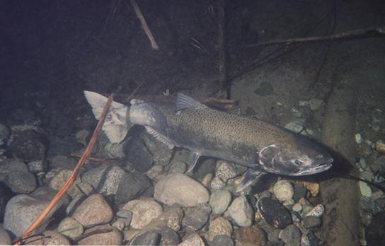 Photo (a) shows a salmon swimming.