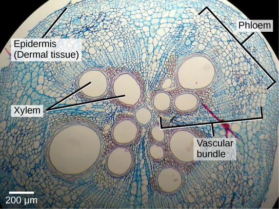 Micrograph shows a round plant stem cross section. There are four teardrop-shaped vascular bundles, with the narrow point of the teardrop meeting at a round xylem vessel. Within each teardrop near the center are two to four more xylem vessels. To the outside of the xylem vessels are much smaller phloem cells. The four vascular bundles are encased in ground tissue. Cells of the ground tissue are somewhat larger than phloem. The stem is protected by an outer layer of dermal tissue, made up of several layers