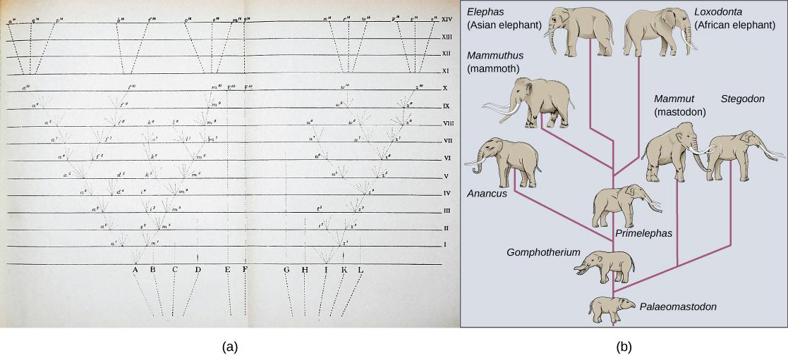 Image (a) shows a sketch of lines branching into a tree shape. At the bottom are 11 vertical lines labeled A through L. These then are branched out as they move up across the page through fourteen rows labeled with Roman numerals. Some branches make a straight line from the bottom row to the top row, others keep branching out further at each row, and some are straight partway through the rows until they connect to an existing branch or form no connection and instead stop. The top four rows each consists o