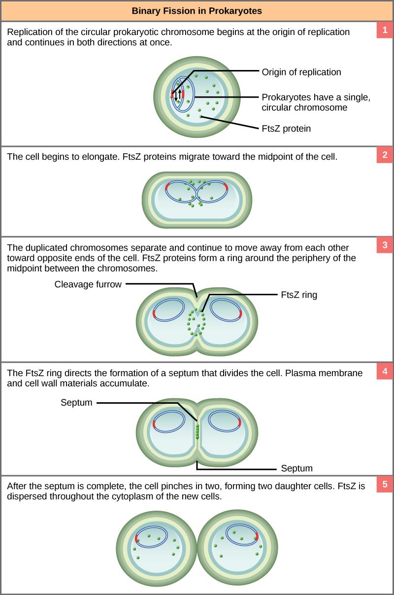 This illustration shows the steps of binary fission in prokaryotes. Replication of the single, circular chromosome begins at the origin of replication and continues simultaneously in both directions. As the DNA is replicated, the cell elongates, and FtsZ proteins migrate toward the center of the cell where they form a ring. The FtsZ ring directs the formation of a septum that divides the cell in two once DNA replication is complete.