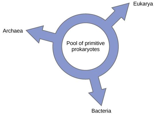 Illustration shows a ring with the words 'pool of primitive prokaryotes' in the middle. Three arrows point outward from the ring, pointing at the three domains, Bacteria, Archaea, and Eukarya, indicating that all three domains arose from a common pool of prokaryotes.