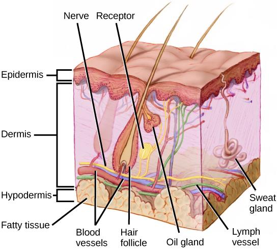 Illustration shows a cross section of mammalian skin. The outer epidermis is a thin layer, smooth on the outside, bumpy on the inside. The middle dermis is much thicker than the dermis. Blood, nerve and lymph vessels run along the bottom of it, and smaller capillaries and nerve endings extend to the upper part. One nerve ends in a receptor. Sweat glands extend from the dermis into the epidermis. Hair follicles extend from the base of the dermis to the upper part where they are joined by oil glands. Hairs 