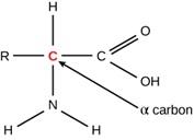 A molecule is shown and the structure is as follows. An R atom is bound to a red C atom with a single line. The C atom is bound by a single line to an H atom an N atom bound by 2 single lines to individual H atoms and another C atom. The C atom is attached to an O atom with double lines and an O H atom with a single lines. There is an arrow from the center red C atom to an alpha carbon label.