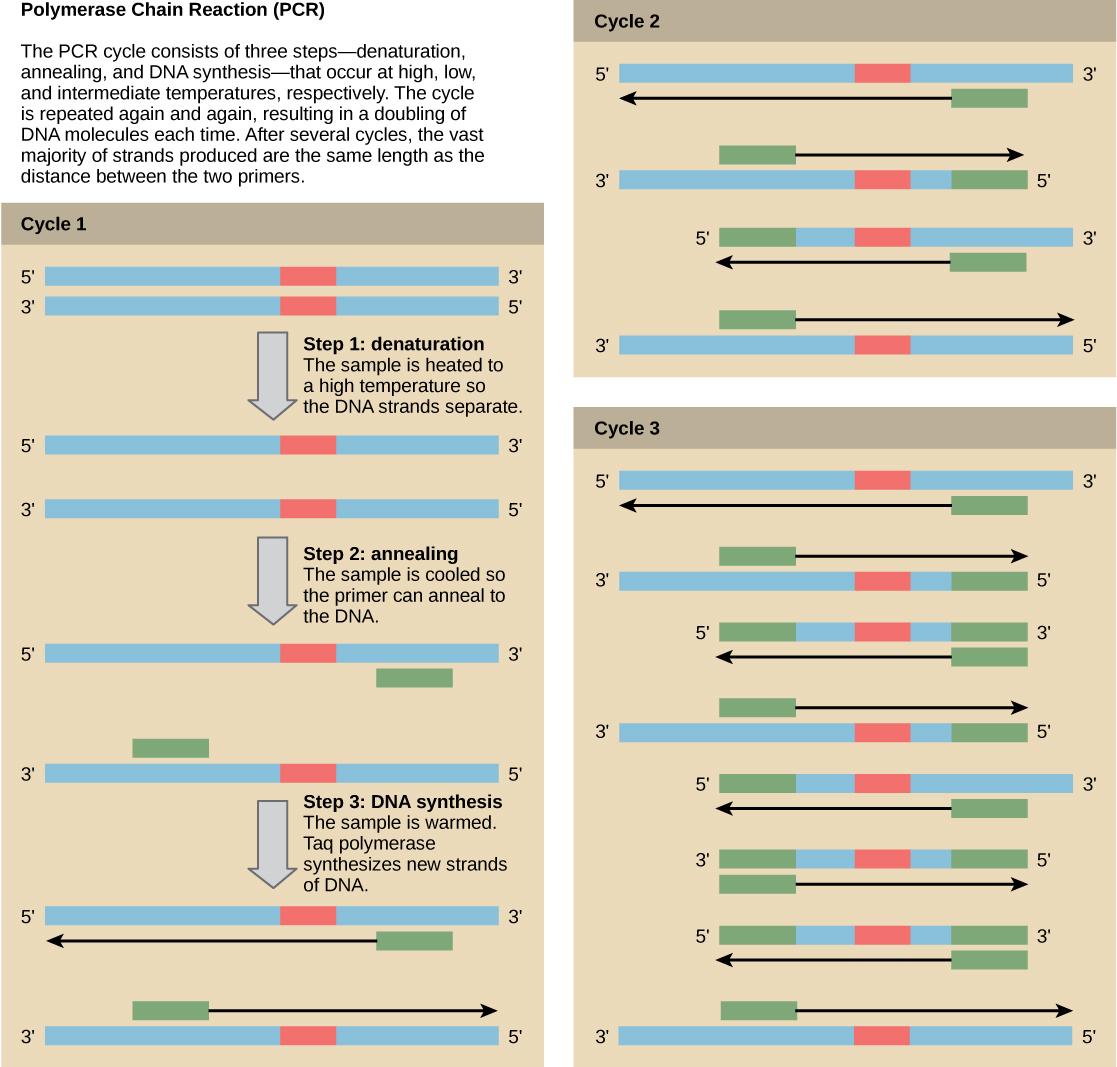 Illustration shows the amplification of a DNA sequence by the polymerase chain reaction. PCR consists of three steps—denaturation, annealing, and DNA synthesis—that occur at high, low, and intermediate temperatures. In step 1, the denaturation step, the sample is heated to a high temperature so the DNA strands separate. In step 2, annealing, the sample is cooled so two primers can anneal to the two strands of DNA. The primers are spaced such that the sequence of interest between them will be amplified