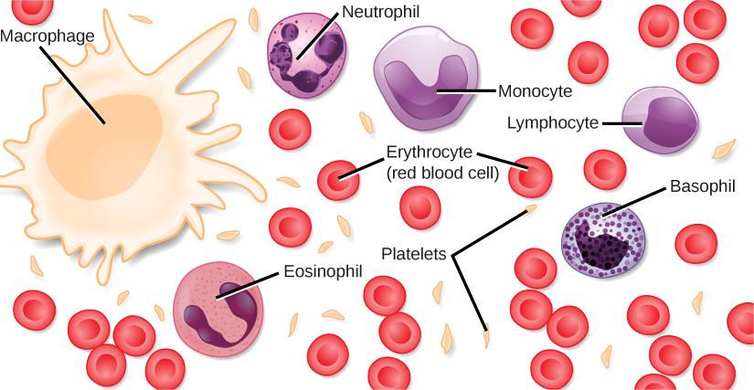 Different types of blood cells are shown. Red blood cells are disc-shaped, with a central indentation. Platelets are much smaller than red blood cells, narrow and long. Neutrophils, eosinophils, lymphocytes, monocytes and basophils are all about three times the diameter of a red blood cell and round. They differ in the shape of the nucleus, and in the presence or absence of granules in the cytoplasm. Macrophages, which are the largest cell type, have pseudopods which give them an irregular shape.