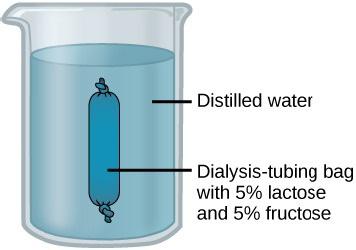 The figure shows a beaker filled with water with a sealed dark blue bag floating in the water. The water is labeled Distilled water. The blue bag is labeled Dialysis-tubing bag with 5 percent lactose and 5 percent fructose.