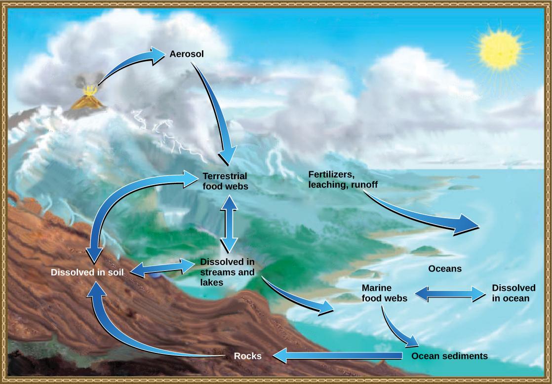 The illustration shows the phosphorus cycle. Phosphate enters the atmosphere from volcanic aerosols. As this aerosol precipitates to Earth, it enters terrestrial food webs. Some of the phosphate from terrestrial food webs dissolves in streams and lakes, and the remainder enters the soil. Another source of phosphate is fertilizers. Phosphate enters the ocean via leaching and runoff, where it becomes dissolved in ocean water or enters marine food webs. Some phosphate falls to the ocean floor where it become