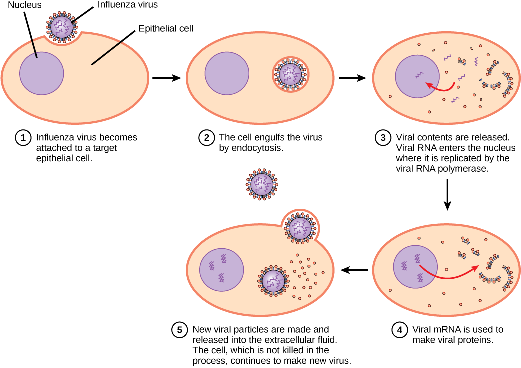 The illustration shows the steps of an influenza virus infection. In step 1, influenza virus becomes attached to a target epithelial cell. In step 2, the cell engulfs the virus by endocytosis, and the virus becomes encased in the cell’s plasma membrane. In step 3, the membrane dissolves, and the viral contents are released into the cytoplasm. Viral mRNA enters the nucleus, where it is replicated by viral RNA polymerase. In step 4, viral mRNA exits to the cytoplasm, where it is used to make viral protein