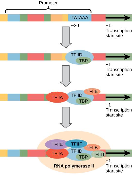 Illustration shows a series of transcription factors binding to the promoter, which is upstream of the gene. After all of the transcription factors are bound, RNA polymerase binds as well.