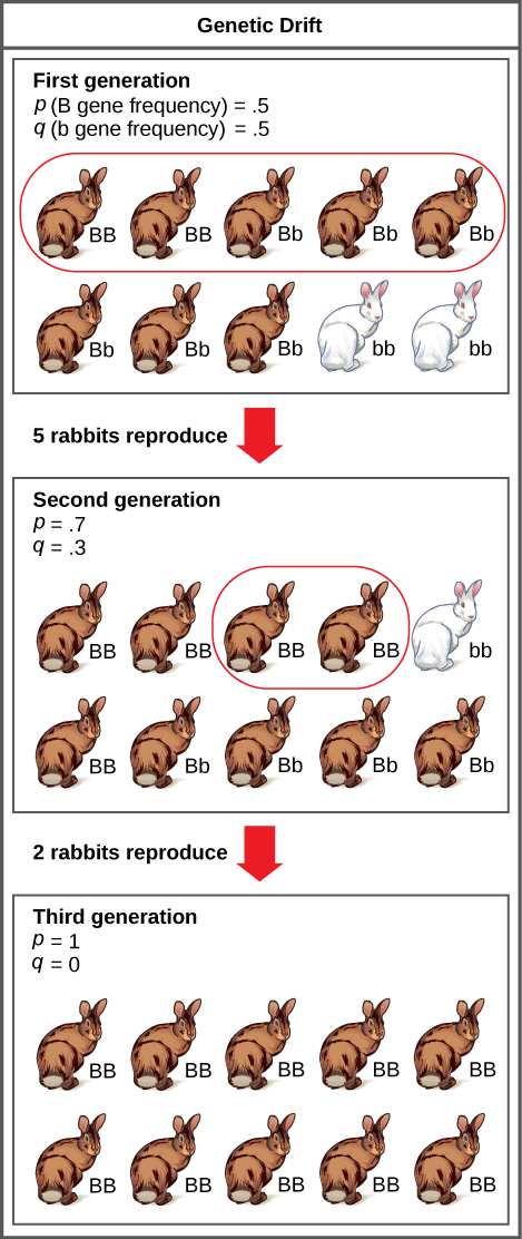 A population has 10 rabbits. 2 of these rabbits are homozygous dominant for the B allele and have brown coat color. 6 are heterozygous and also have brown coat color. Two are homozygous recessive and have white coat color. The frequency of the capital B allele, p, is .5 and the frequency of the small b allele, q, is also .5.Only 5 of the rabbits, including 2 homozygous dominant and 3 heterozygous individuals, produce offspring. 5 of the resulting offspring are homozygous dominant, 4 are heterozygous, and 