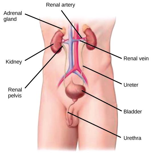 Illustration shows the placement of the kidneys and bladder in a human man. The two kidneys face one another and are located on the posterior side, about halfway up the back. A renal artery and a renal vein extend from the inside middle of each kidney, toward a major blood vessel that runs up the middle of the body. A ureter runs down from each kidney to the bladder, a sac that sits just above the pelvis. The urethra runs down from the bottom of the bladder and through the penis. The adrenal glands are lu
