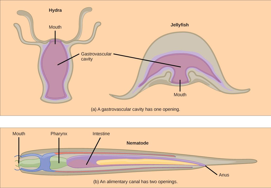 Part A shows a hydra, which has a vase-shaped body with tentacles around the rim. The hydra’s mouth is located between the tentacles, at the top of the vase. Next to the hydra is a jellyfish medusa, which is bell shaped with tentacles hanging down from the edge of the bell. The mouth, in the lower middle part of the body, opens into the gastrovascular cavity. Part B shows a nematode, which has a long, tube-like body that is wide at one end and tapers down to a tail at the other. The mouth is in the cent