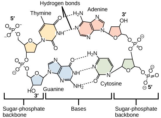 Molecular models show hydrogen bonding between thymine and adenine, and between cytosine and guanine. These four DNA bases are organic molecules containing carbon, nitrogen, oxygen, and hydrogen in complex ring structures. Hydrogen bonds between the bases hold them together.