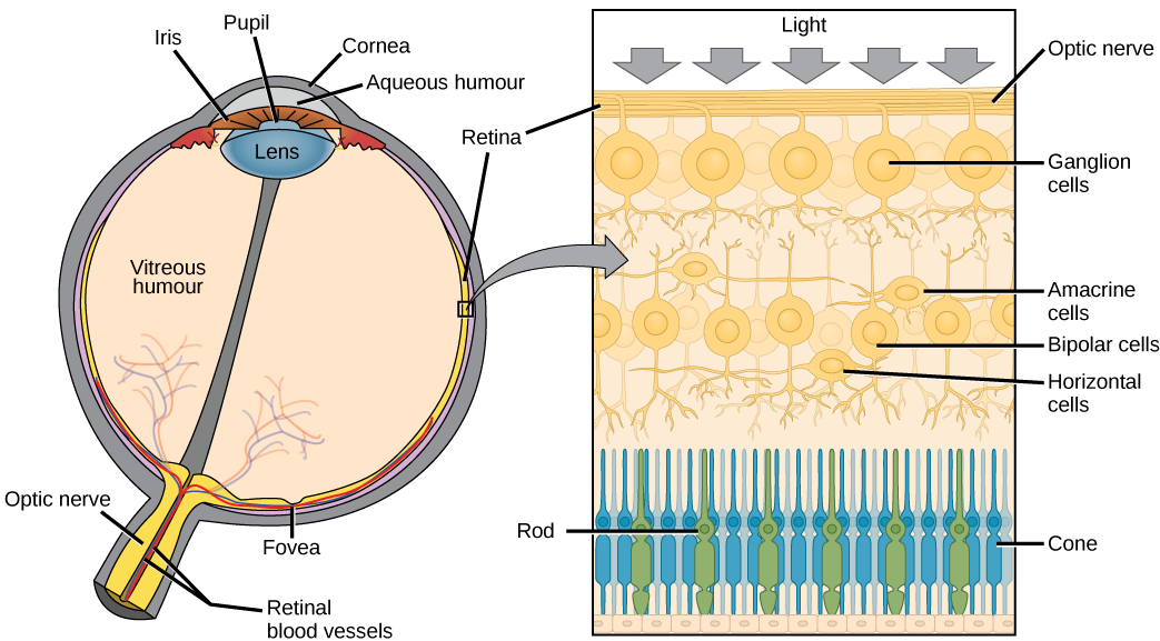 The left illustration shows a human eye, which is round and filled with vitreous humour. The optic nerve and retinal blood vessels exit the back of the eye. At the front of the eye is the lens with a pupil in the middle. The lens is covered by the iris, which in turn is covered by the cornea. The aqueous humour is a gel-like substance between the cornea and iris. The retina is the lining of the inner eye. A second illustration is a blowup which shows that the optic nerve is at the surface of the retina. B