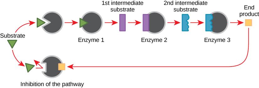 This diagram shows a metabolic pathway in which three enzymes convert a substrate, in three steps, into a final product. The final product inhibits the first enzyme in the pathway.