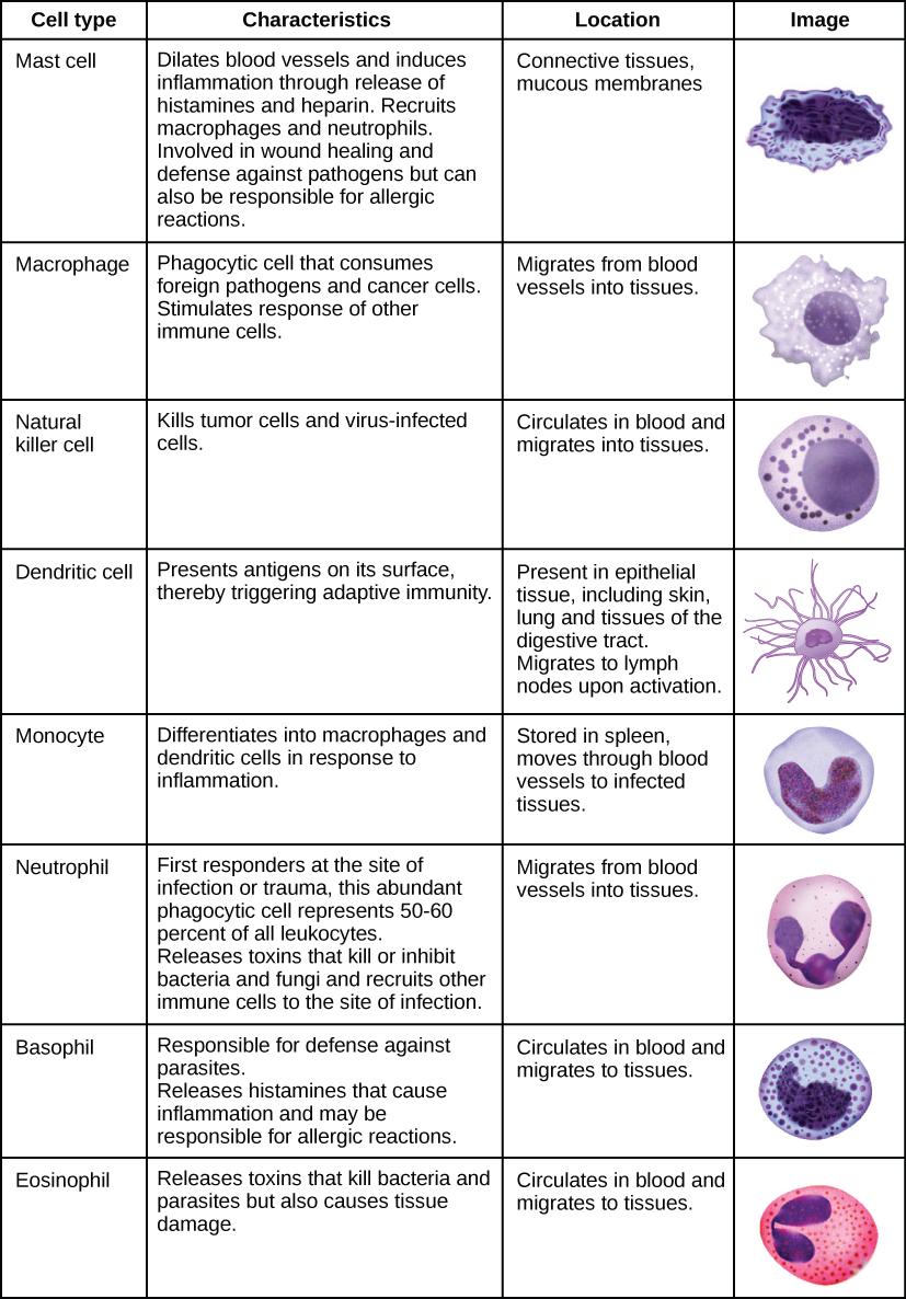 Table shows various types of white blood cells and describes their function. Mast cells, natural killer cells, neutrophils, basophils and eosinophils are all filled with granules and have a horseshoe-shaped nucleus. Macrophages are irregular in shape, with a round nucleus. Dendrites have star-like projections and a small horseshoe shaped nucleus. Mast cells dilate blood vessels and induce inflammation through release of histamines and heparin. They also recruit macrophages and neutrophils, and are involve