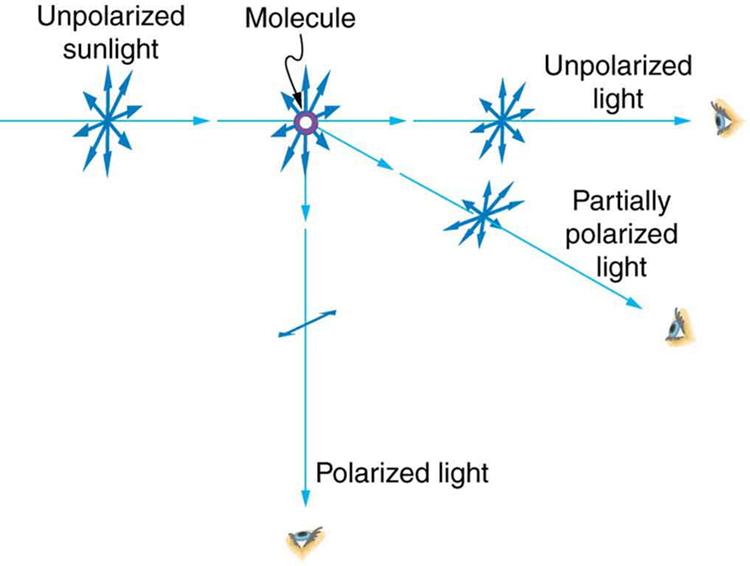 The schematic shows a ray labeled unpolarized sunlight coming horizontally from the left along what we shall call the x axis. On this ray is a symmetric star burst pattern of double headed arrows, with all the arrows in the plane perpendicular to the ray, This ray strikes a dot labeled molecule. From the molecule three rays emerge. One ray goes straight down, in the negative y direction. It is labeled polarized light and has a single double headed arrow on it that is perpendicular to the plane of the page